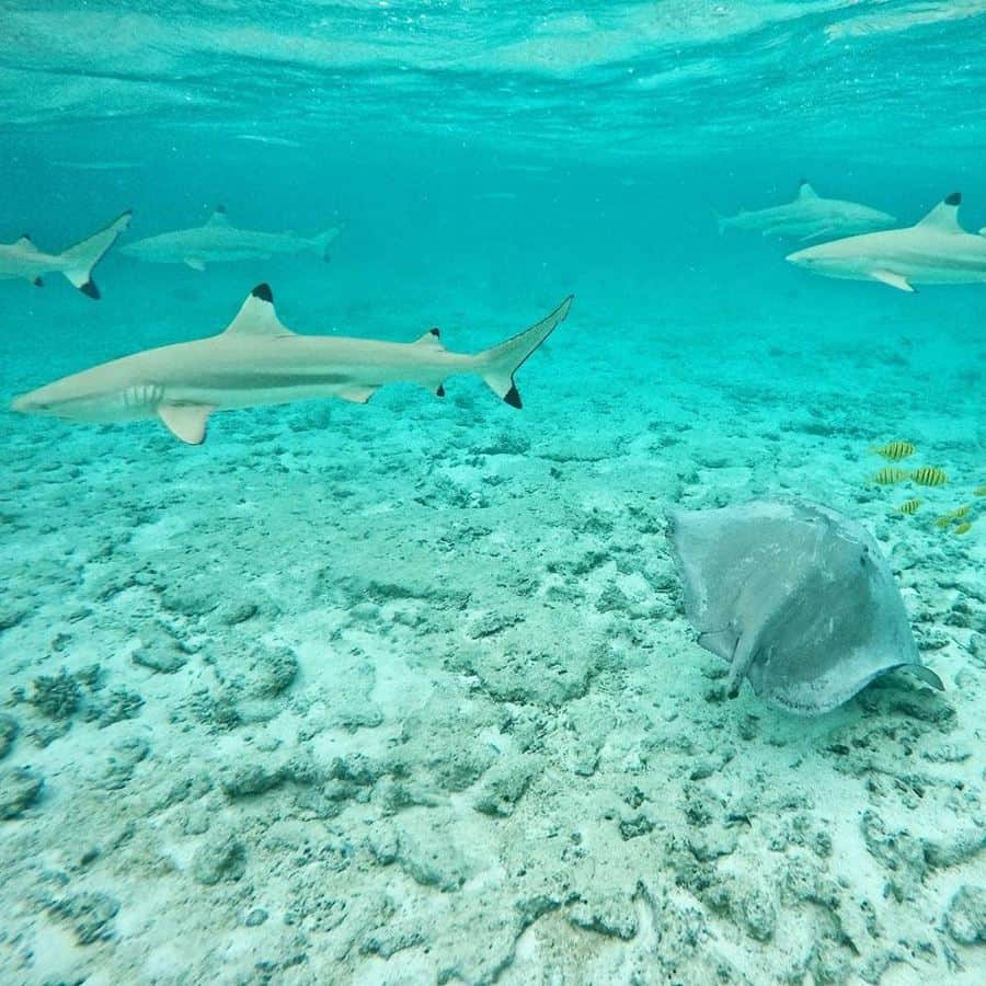 requins raie bora bora