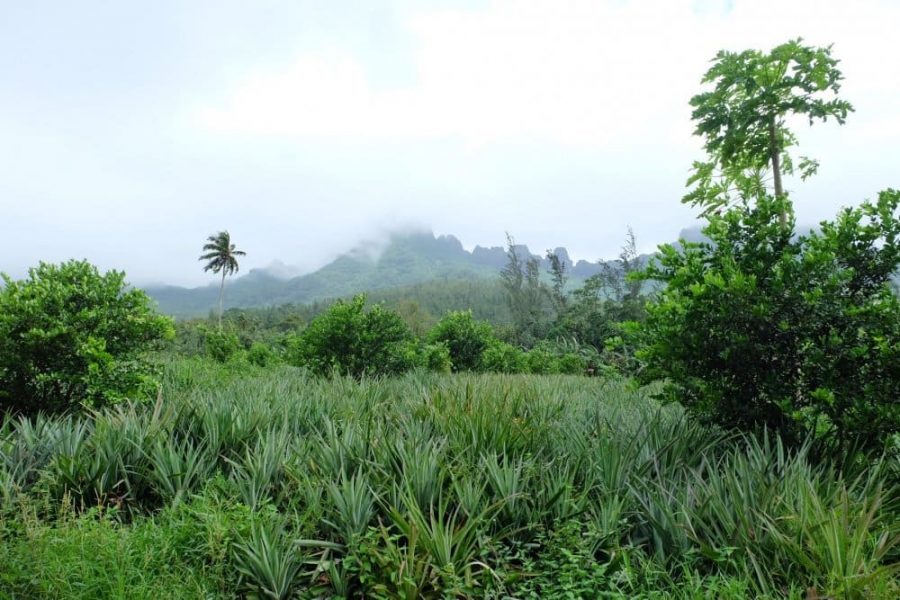 Moorea champs montagne