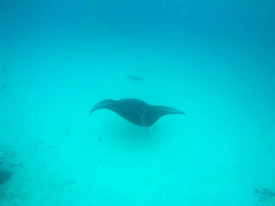 raie manta Bora bora