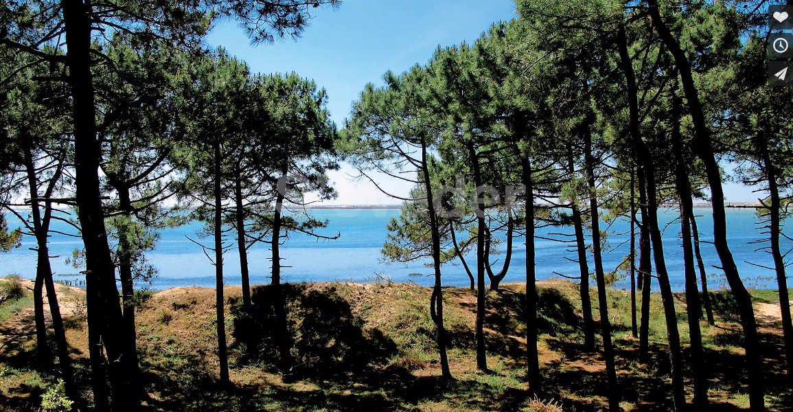 la palmyre