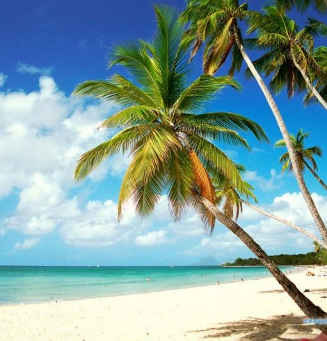 Les 5 plus belles plages de la Martinique
