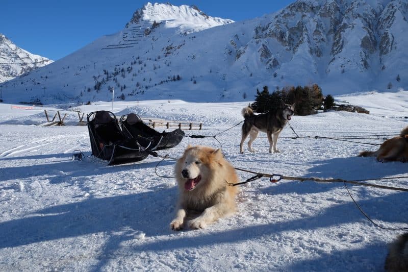 chiens_traineau_tignes