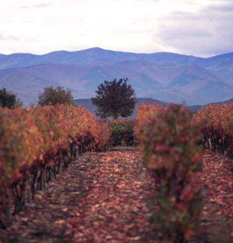 Tourisme viticole : 7 destinations incontournables autour du monde