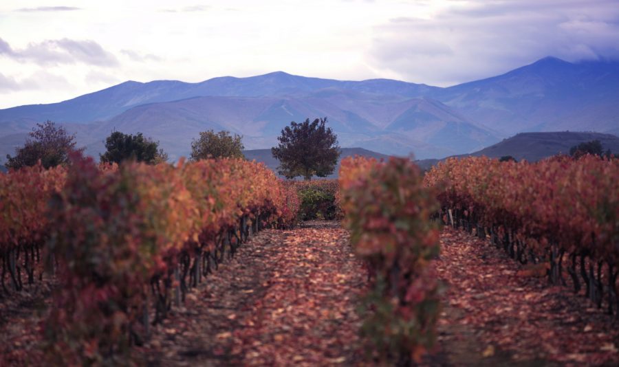 vivanco_Rioja