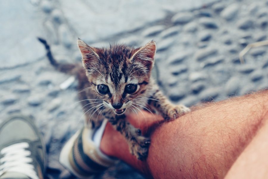 chat-Chefchaouen-Maroc 