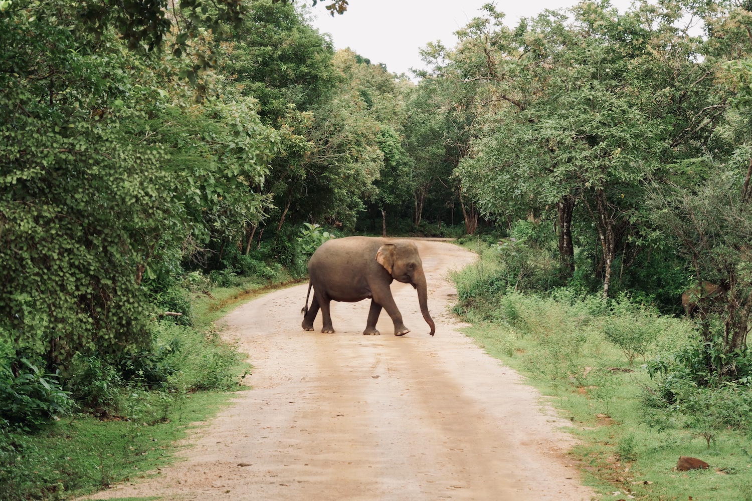 voyage au sri lanka avec voyage privé
